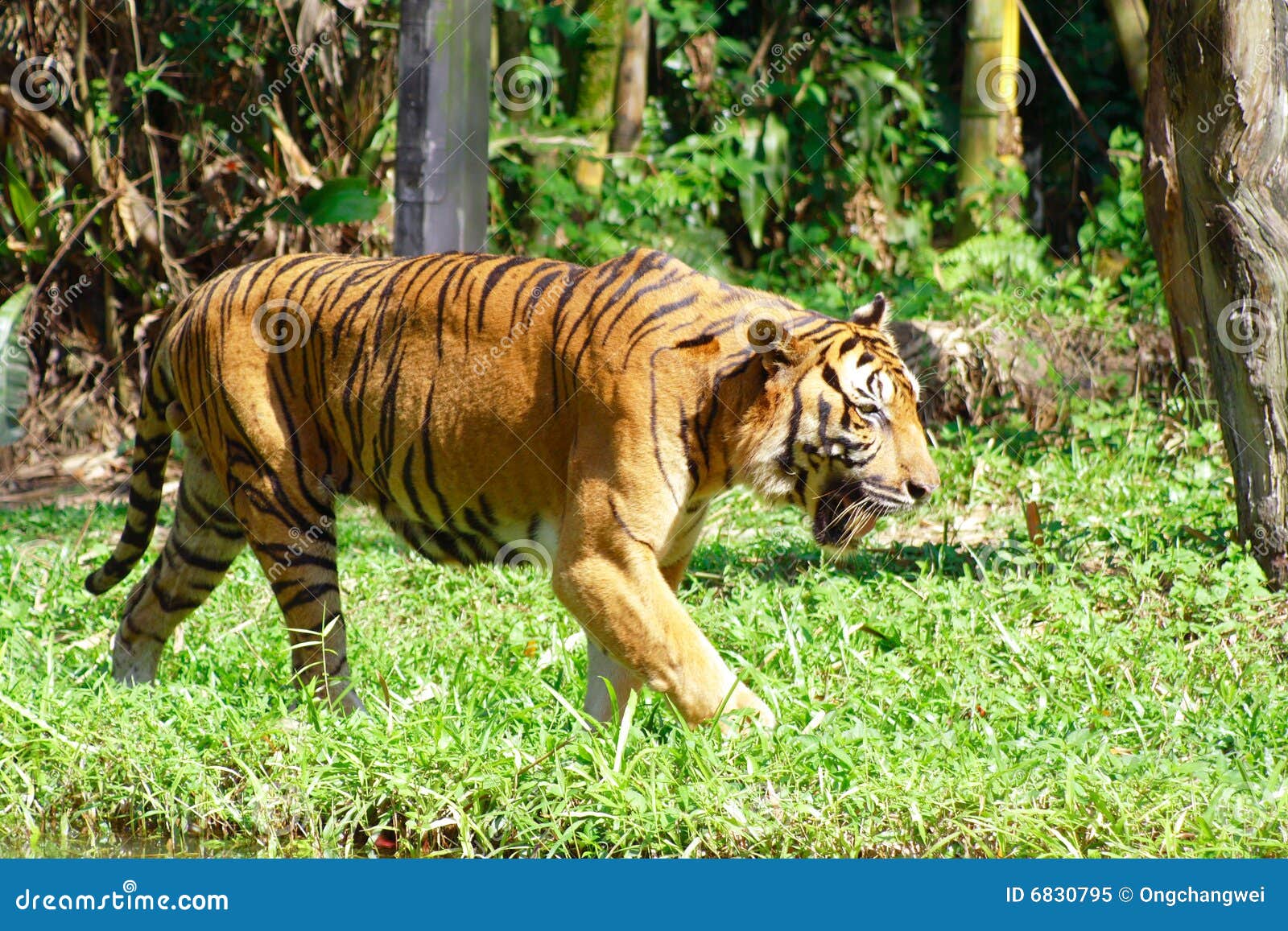 Tiger and Grassland stock image. Image of wild, tigers 6830795
