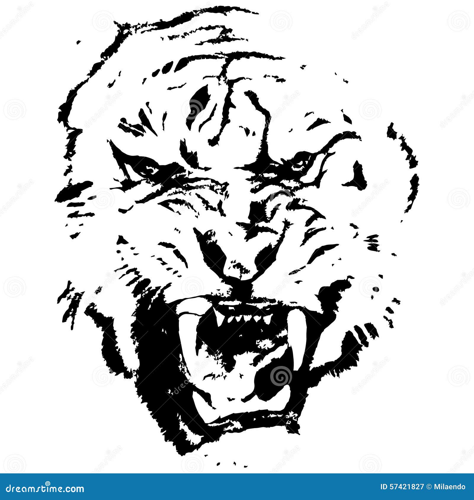 Tiger (huvud). Grafiskt skissa av en aggressiv tiger på en vit bakgrundsvektor