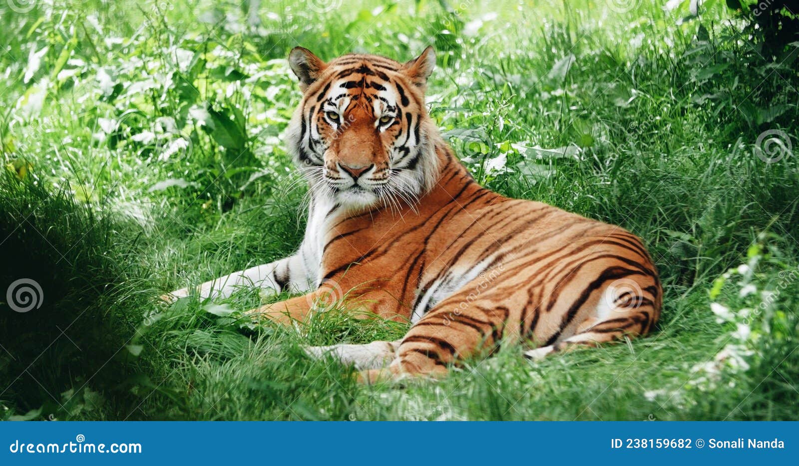 Tiger image in forest stock photo. Image of background - 238159682