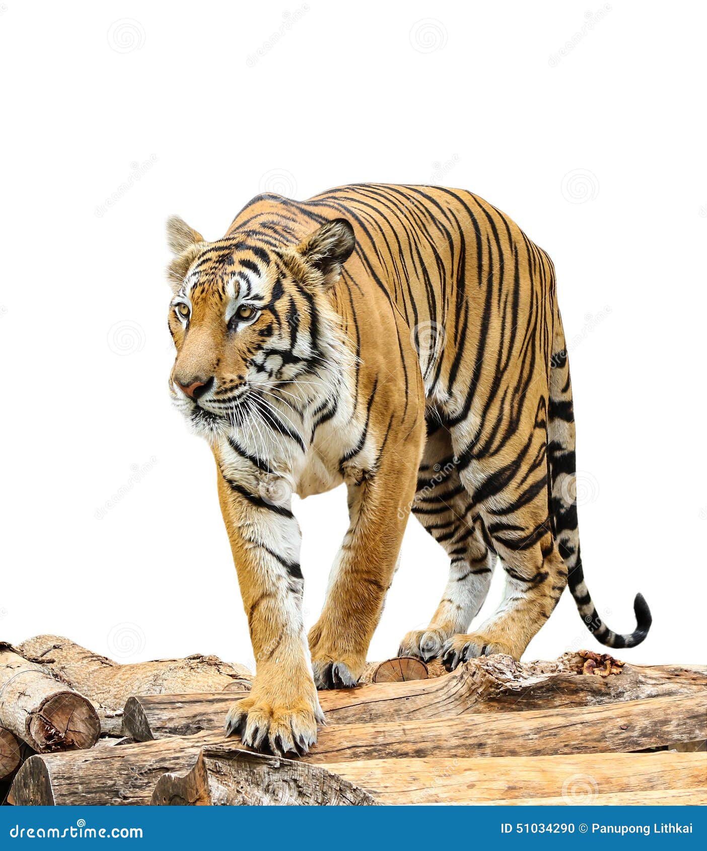 Tiger Isolated On White Background Stock Photo Image of tiger