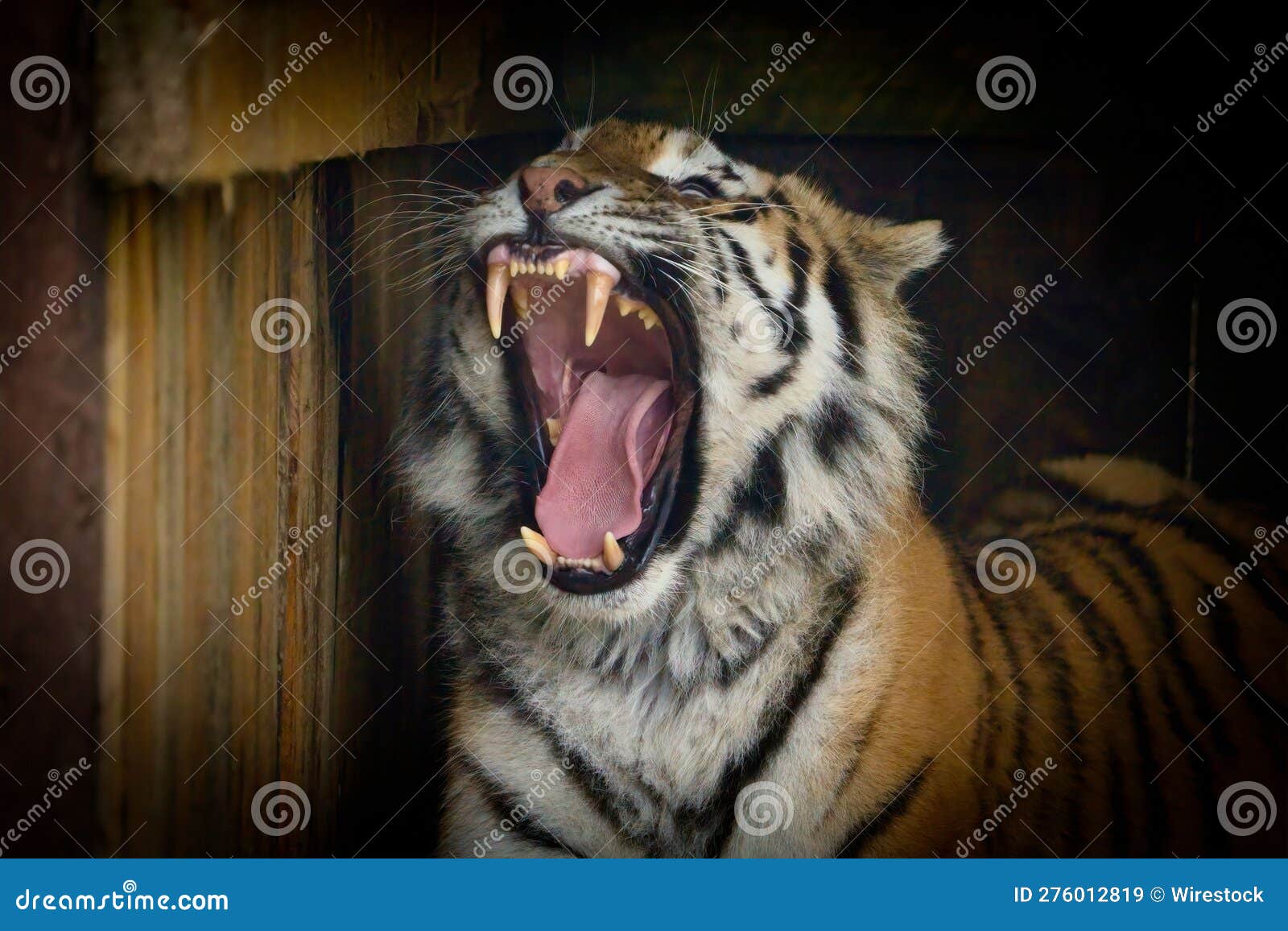 Tiger with Its Mouth Wide Open Stock Image Image of open, mouth