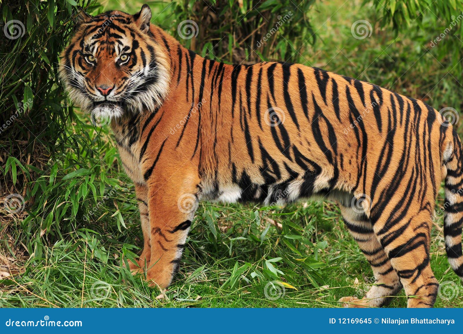 Tiger In The Jungle Royalty Free Stock Photo Image 12169645 Tiger In The Jungle Royalty Free Stock Photo Image 12169645