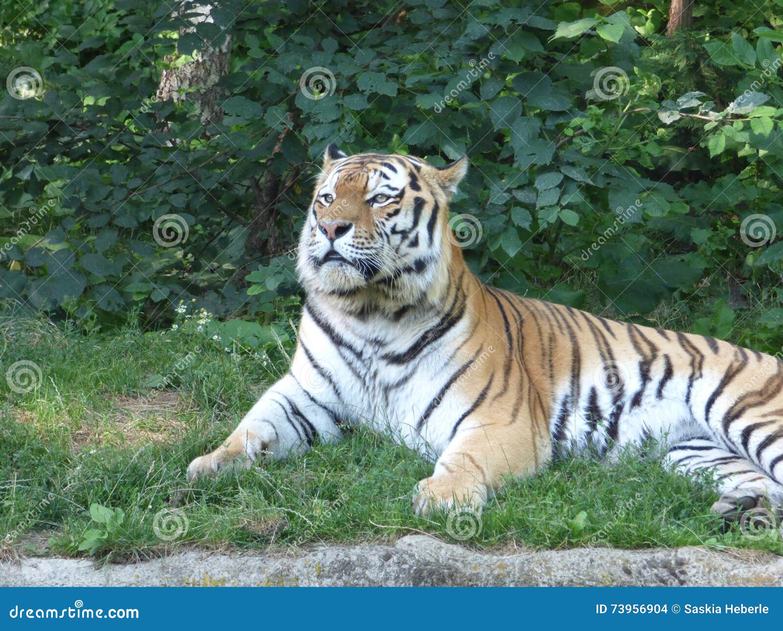 Tiger The King RoyaltyFree Stock Image 73956904