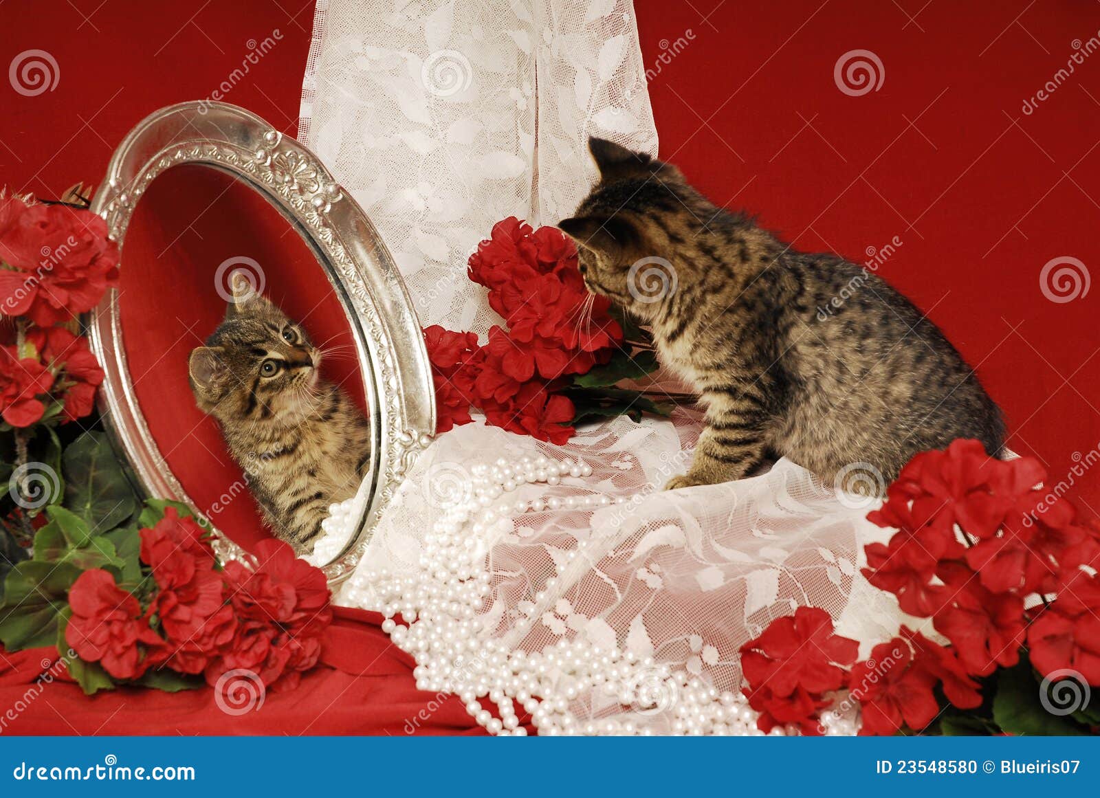 tiger kitten with mirror and begonias