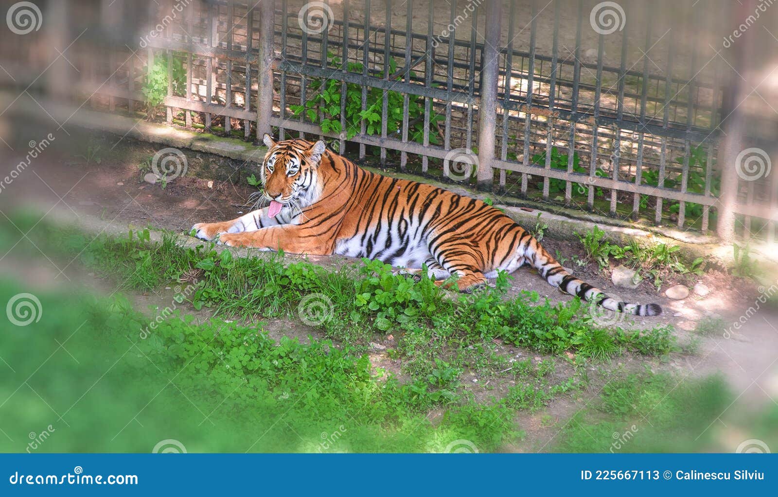 Beautiful bengal tiger stock image. Image of close, asia - 225667113