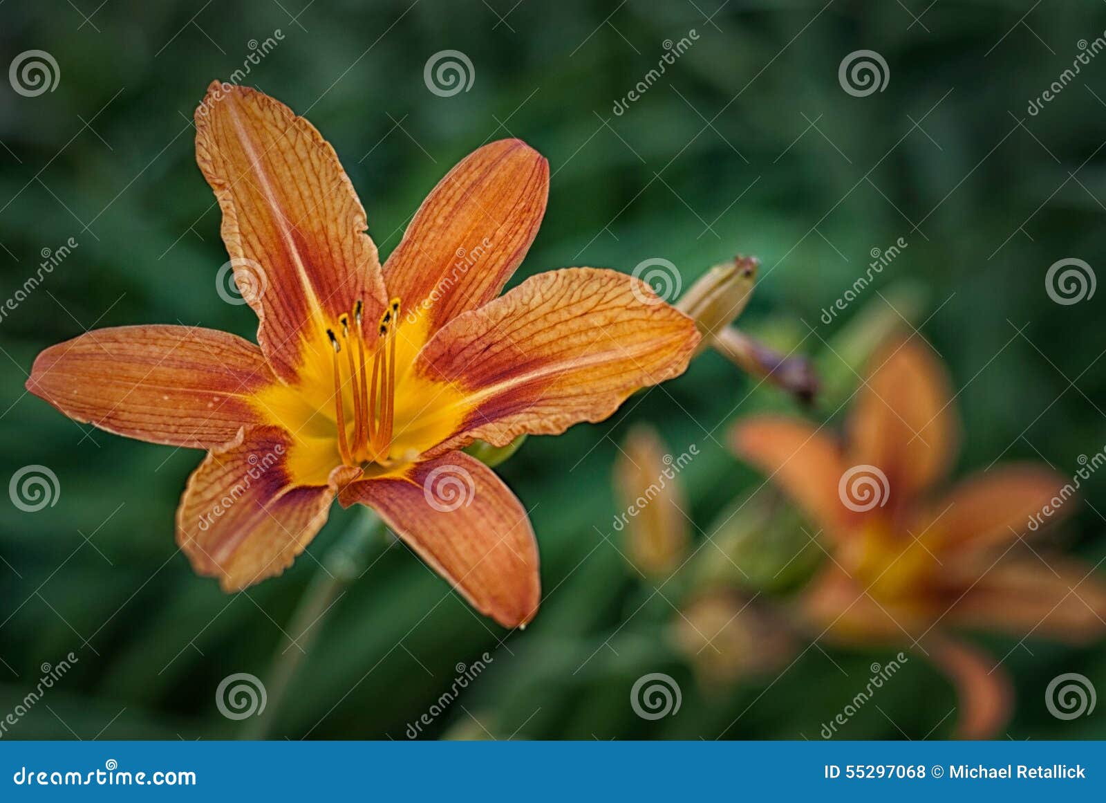 Tiger Lilies in the park stock photo. Image of lily, park 55297068