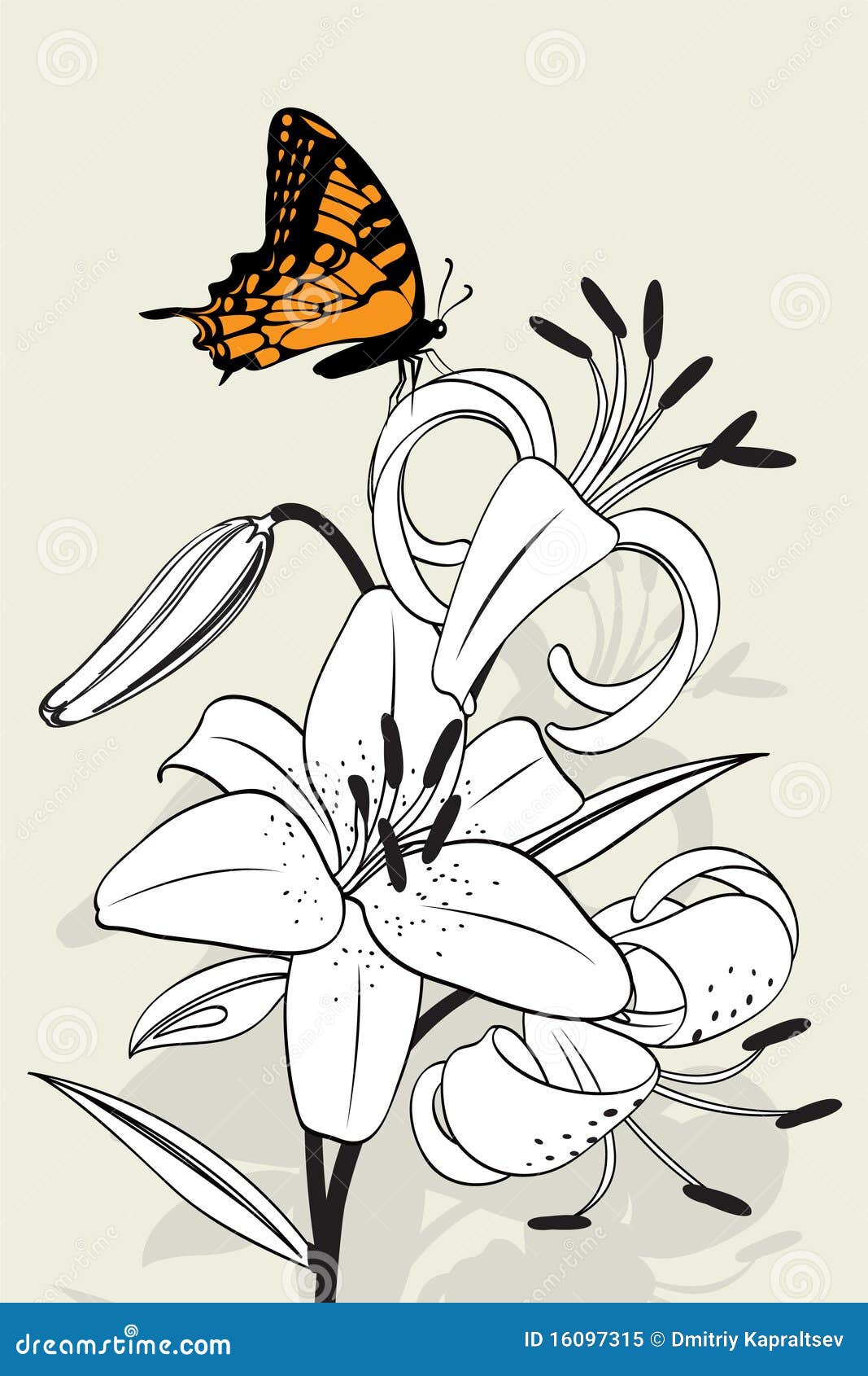 Tiger Lily Background RoyaltyFree Stock Photography CartoonDealer