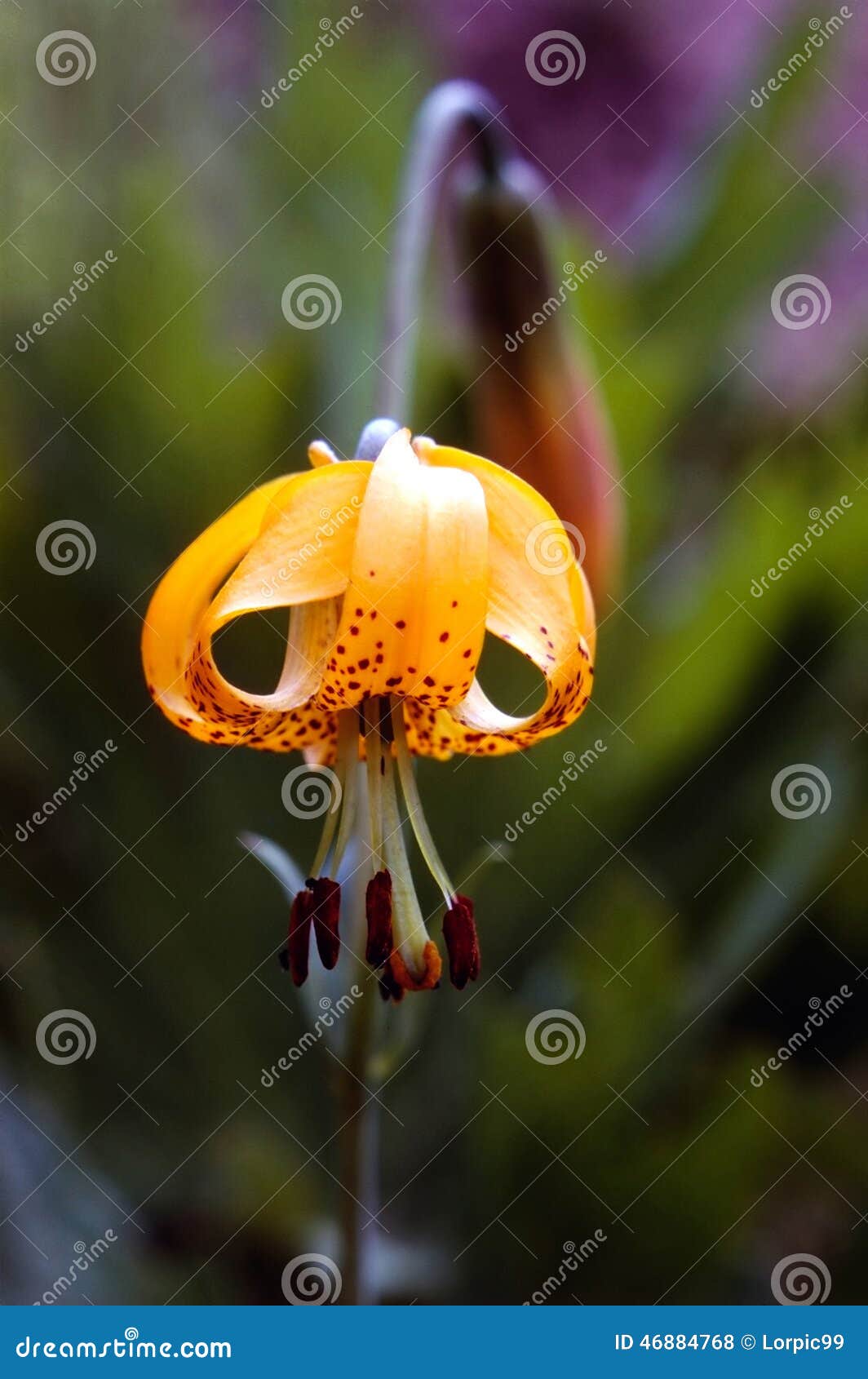 Tiger Lily stock photo. Image of california, lily, nature 46884768