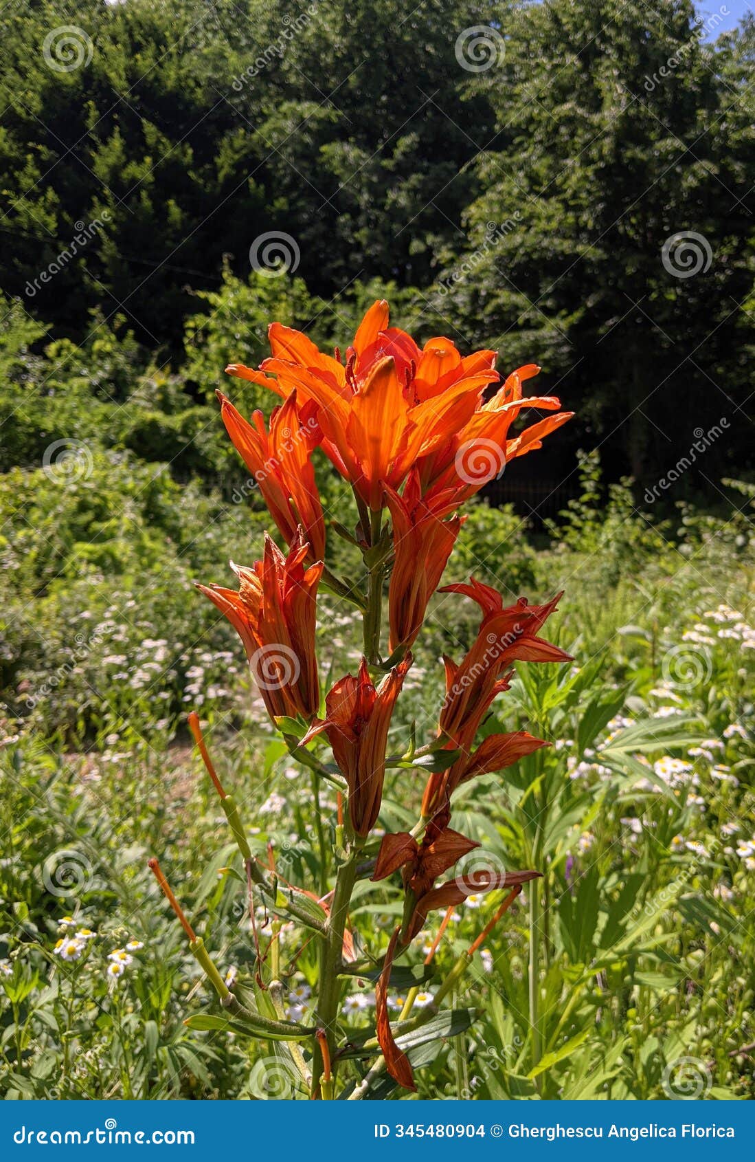 tiger lily - dendrological park macea arad, arad county, romania. tiger lily - lilium lancifolium