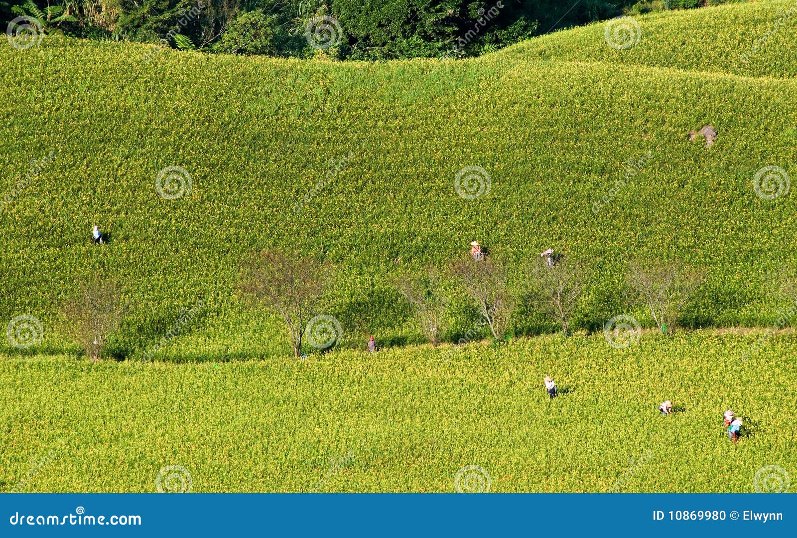 Tiger Lily Famer Working in the Farm Stock Photo Image of lily