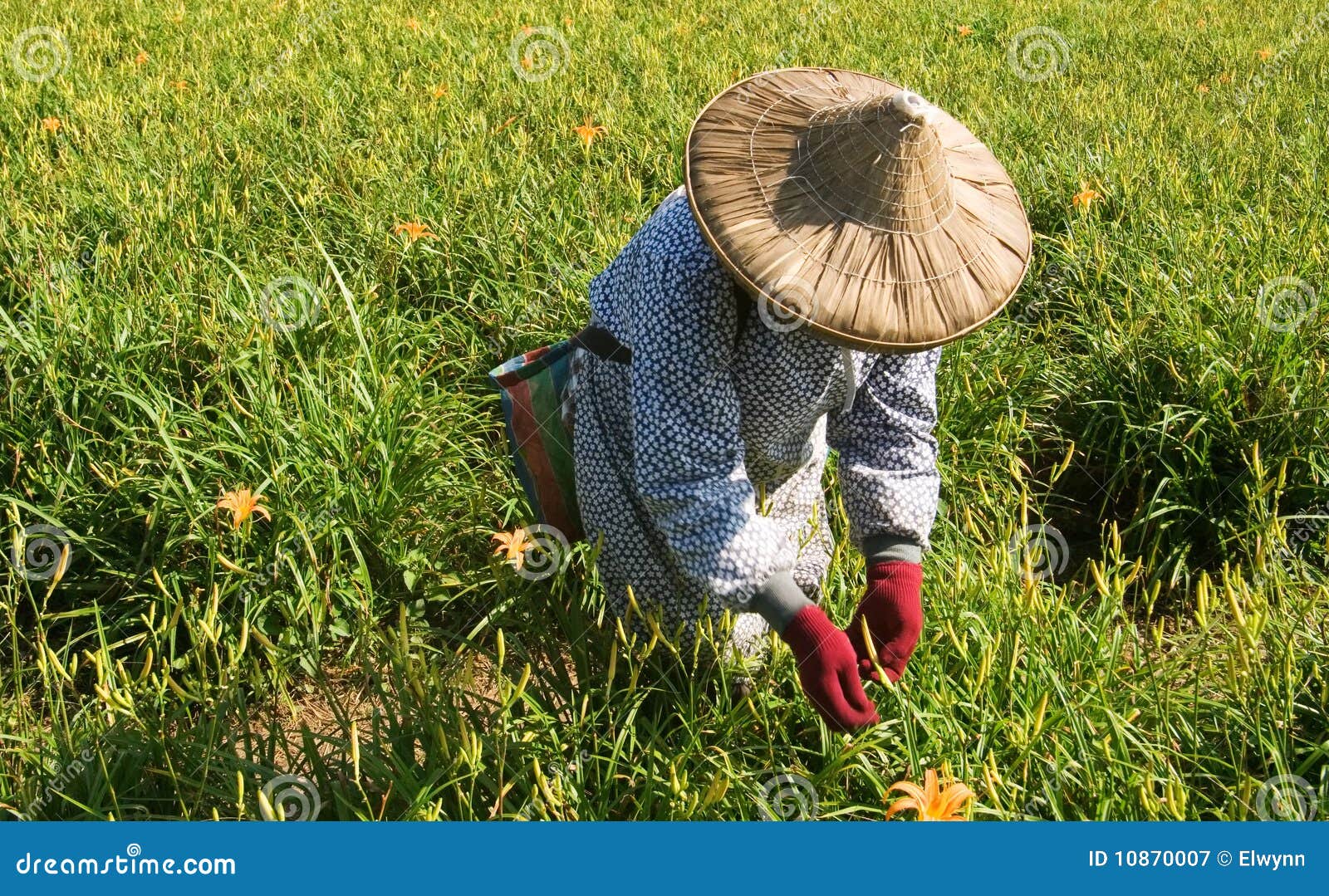 Tiger Lily Famer Working in the Farm Stock Image Image of beautiful