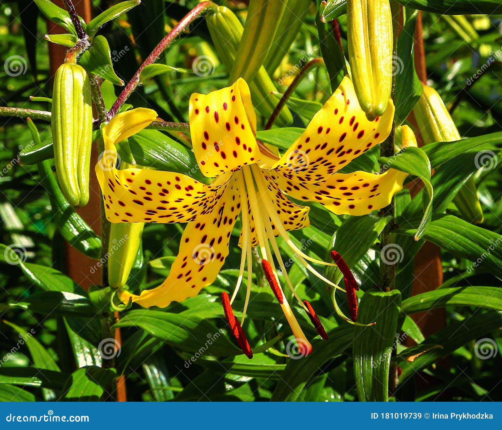 Tiger Lily Flower in the Garden Closeup Stock Image - Image of plants ...