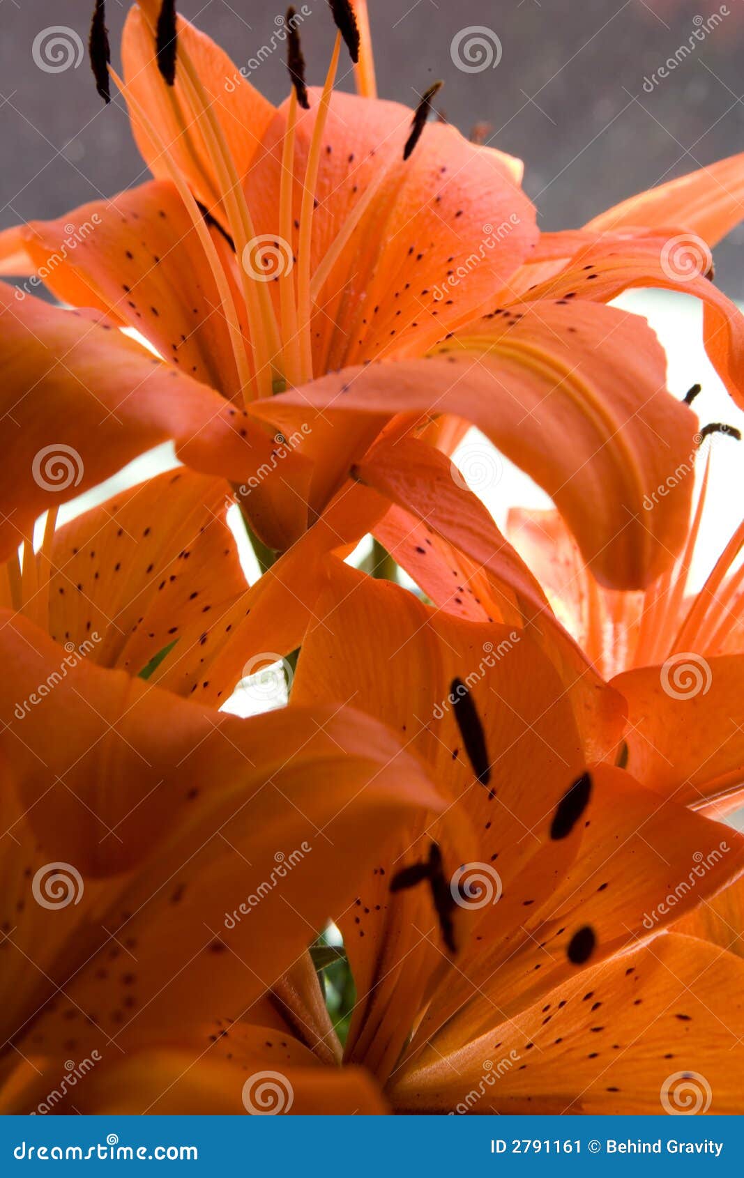 Tiger lily flowers stock image. Image of leaves, green 2791161