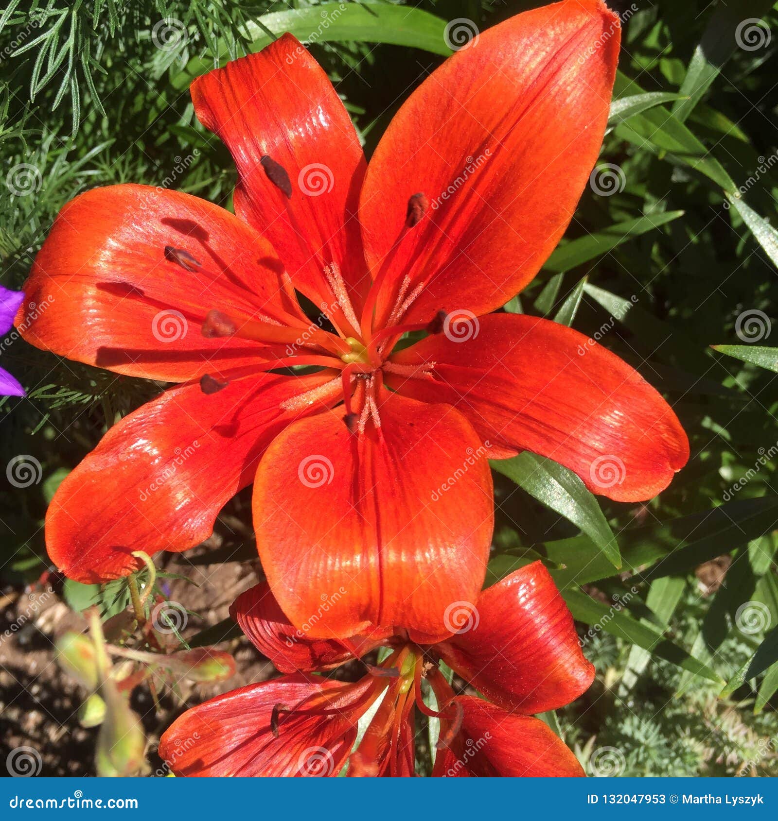 Tiger Lily stock image. Image of lily, orange 132047953