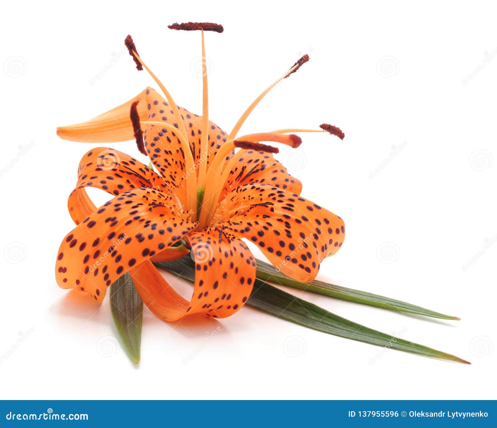 Tiger lily with leaves stock photo. Image of flower 137955596