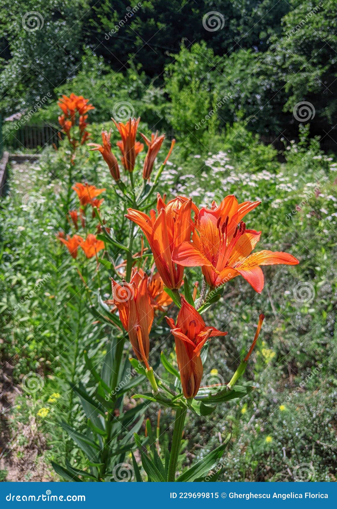 Tiger Lily Parc Dendrologique Macea Arad Comté Rouania Image stock - Image  du jardin, fleurs: 229699815