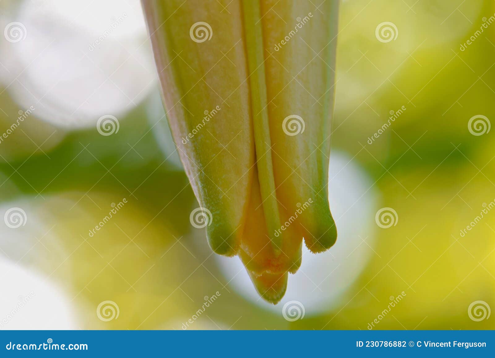 Tiger Lily Petal Tips 07 stock photo. Image of natural 230786882