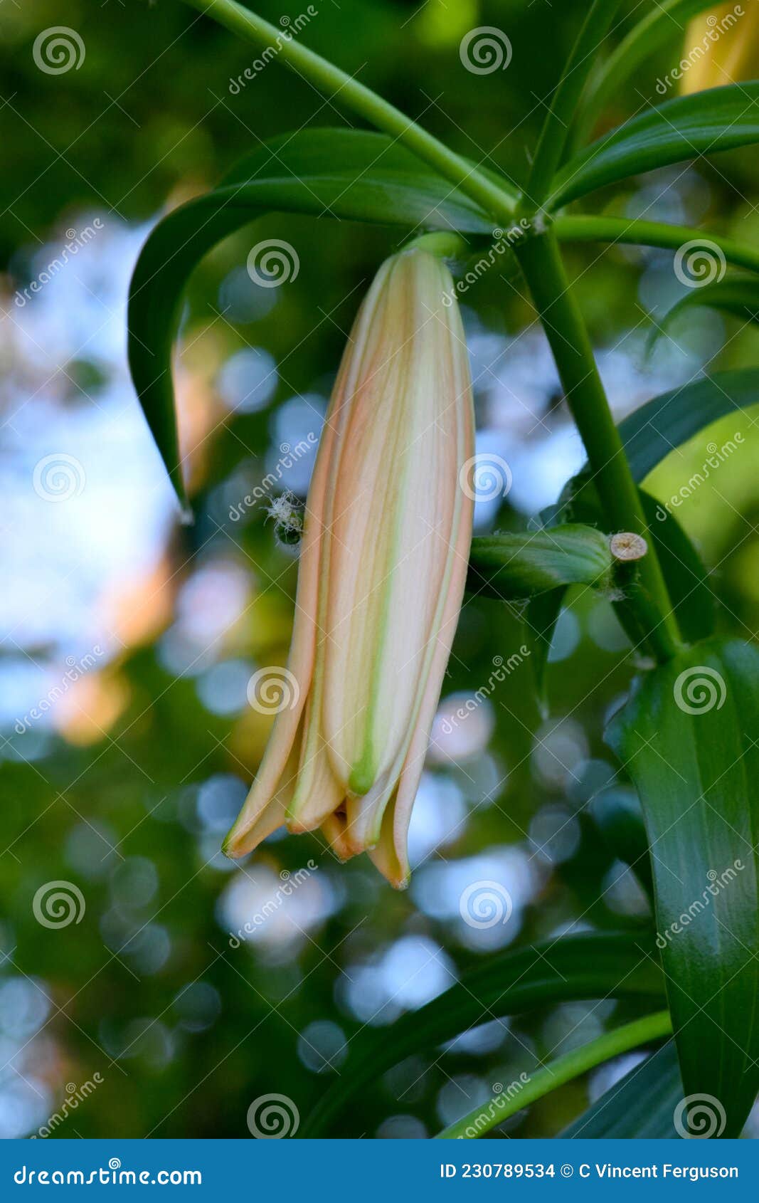 Tiger Lily Flower Petal Tips 04 Stock Photo Image of plant, tiger