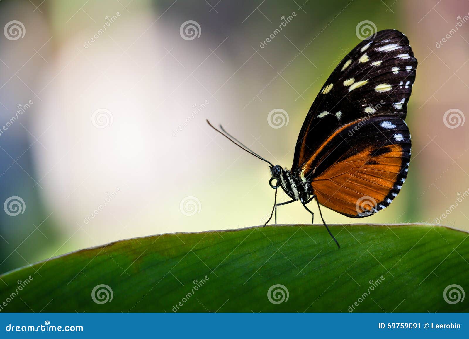 Tiger Longwing Butterfly. Papillon de Tiger Longwing (hecale de Heliconius), aka Helicon d'or, été perché sur une feuille