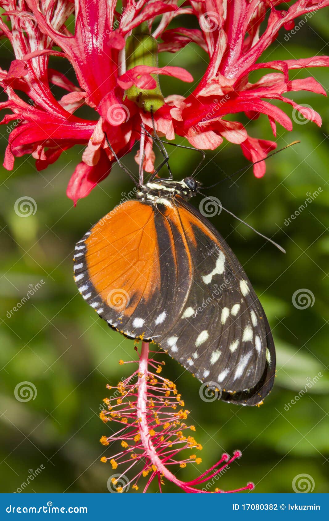 tiger longwing (heliconius hecale) on a flower