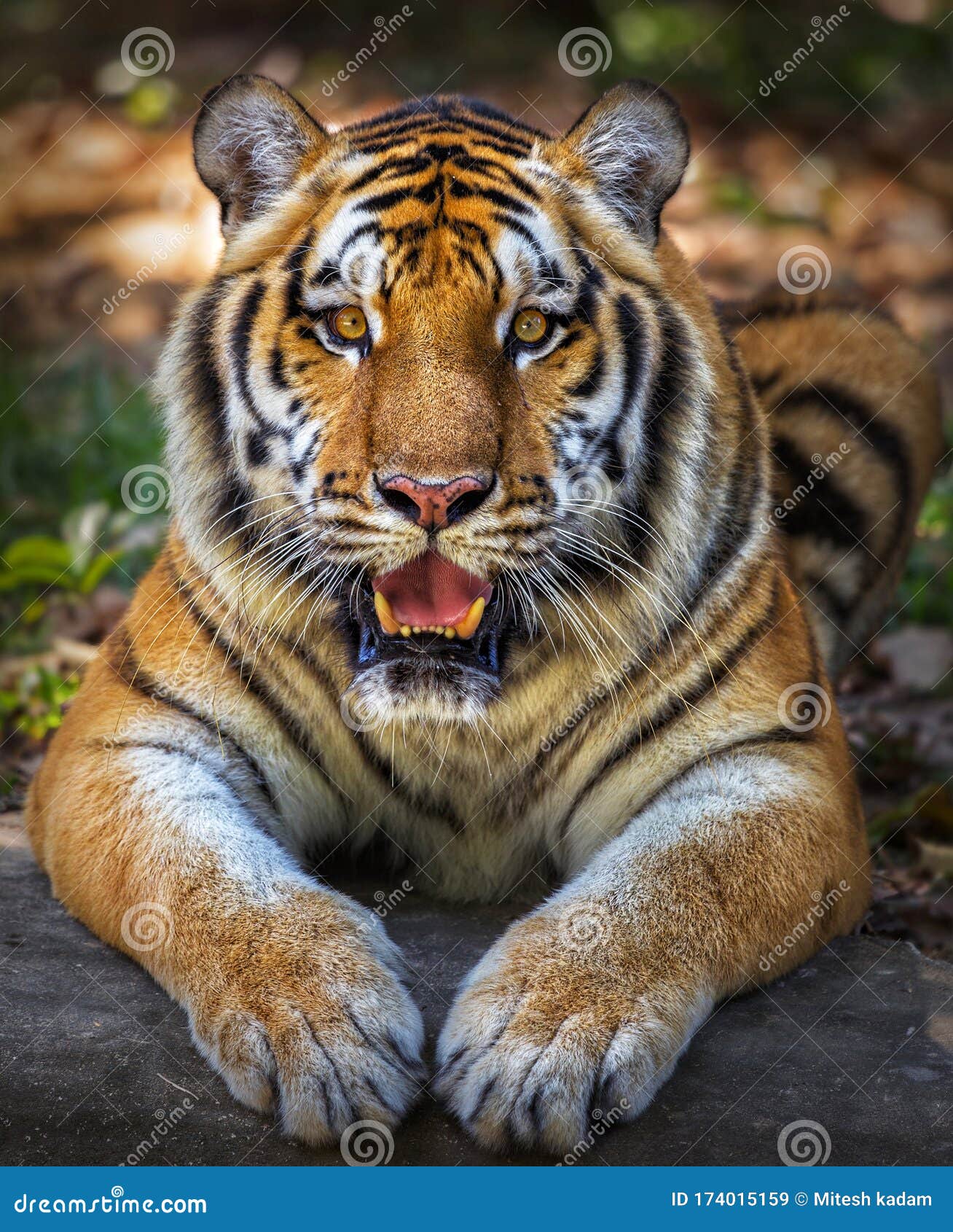 11,481 Angry Tiger Stock Photos - Free & Royalty-Free Stock Photos from Dreamstime 11,481 Angry Tiger Stock Photos - Free & Royalty-Free Stock Photos from Dreamstime