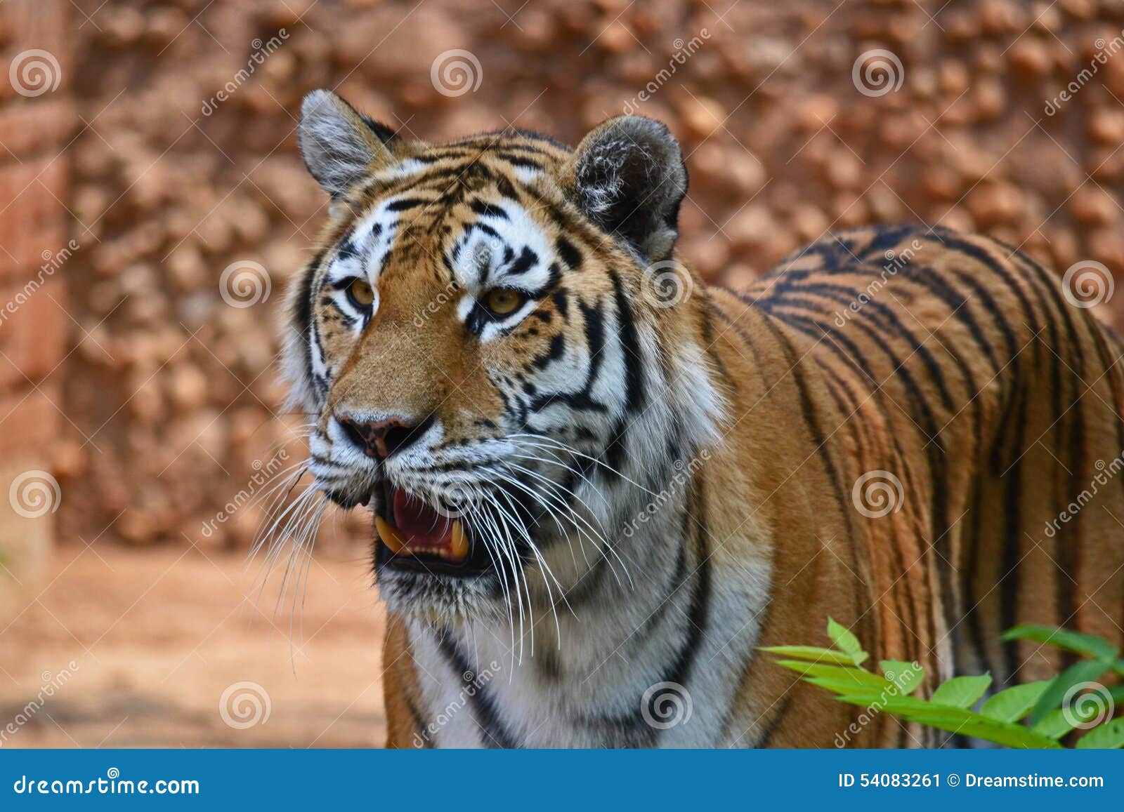 Tiger stock image. Image of roar, ferocious, majestic 54083261
