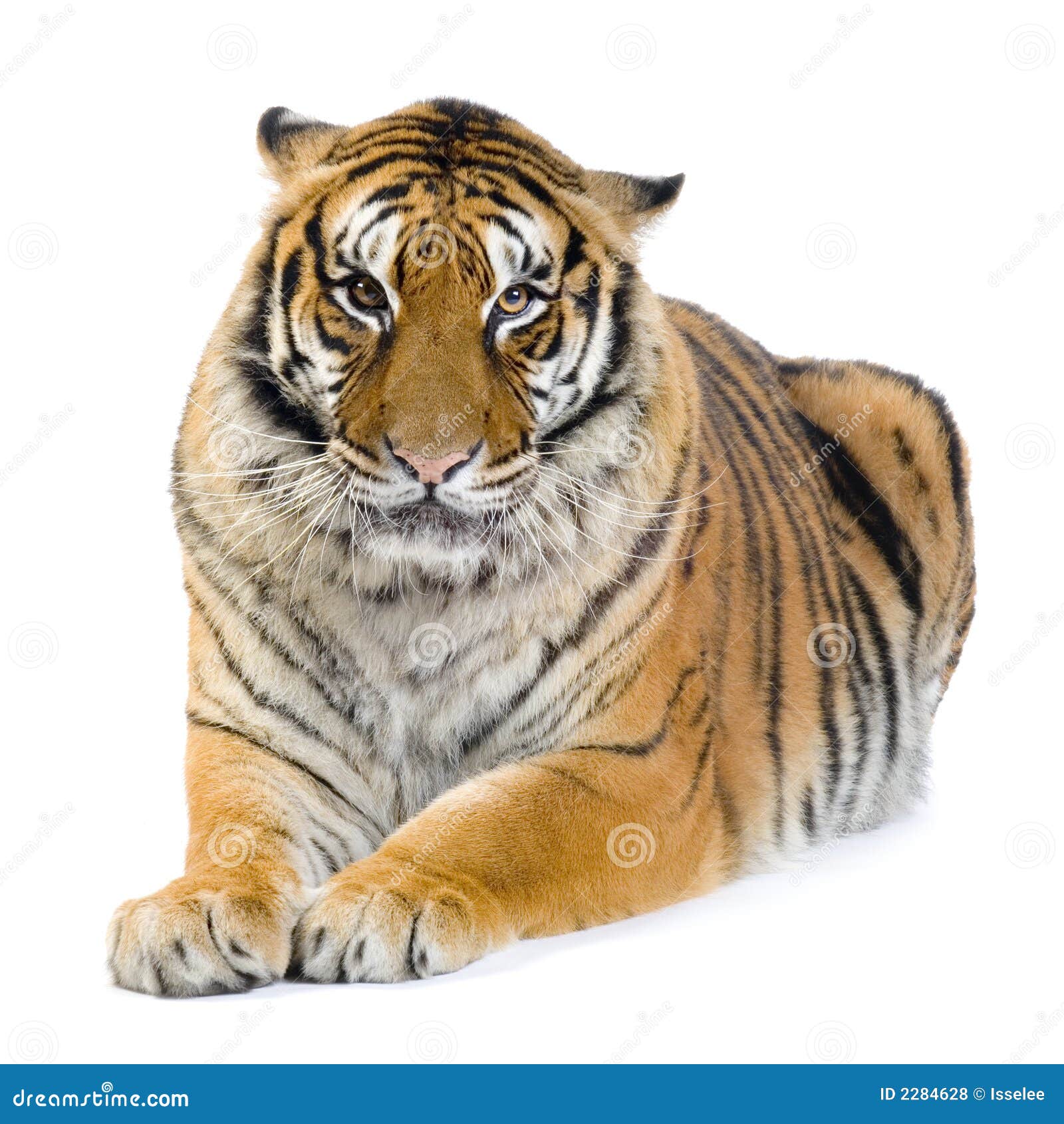 Tiger lying down stock photo. Image of face, male, undomesticated 2284628