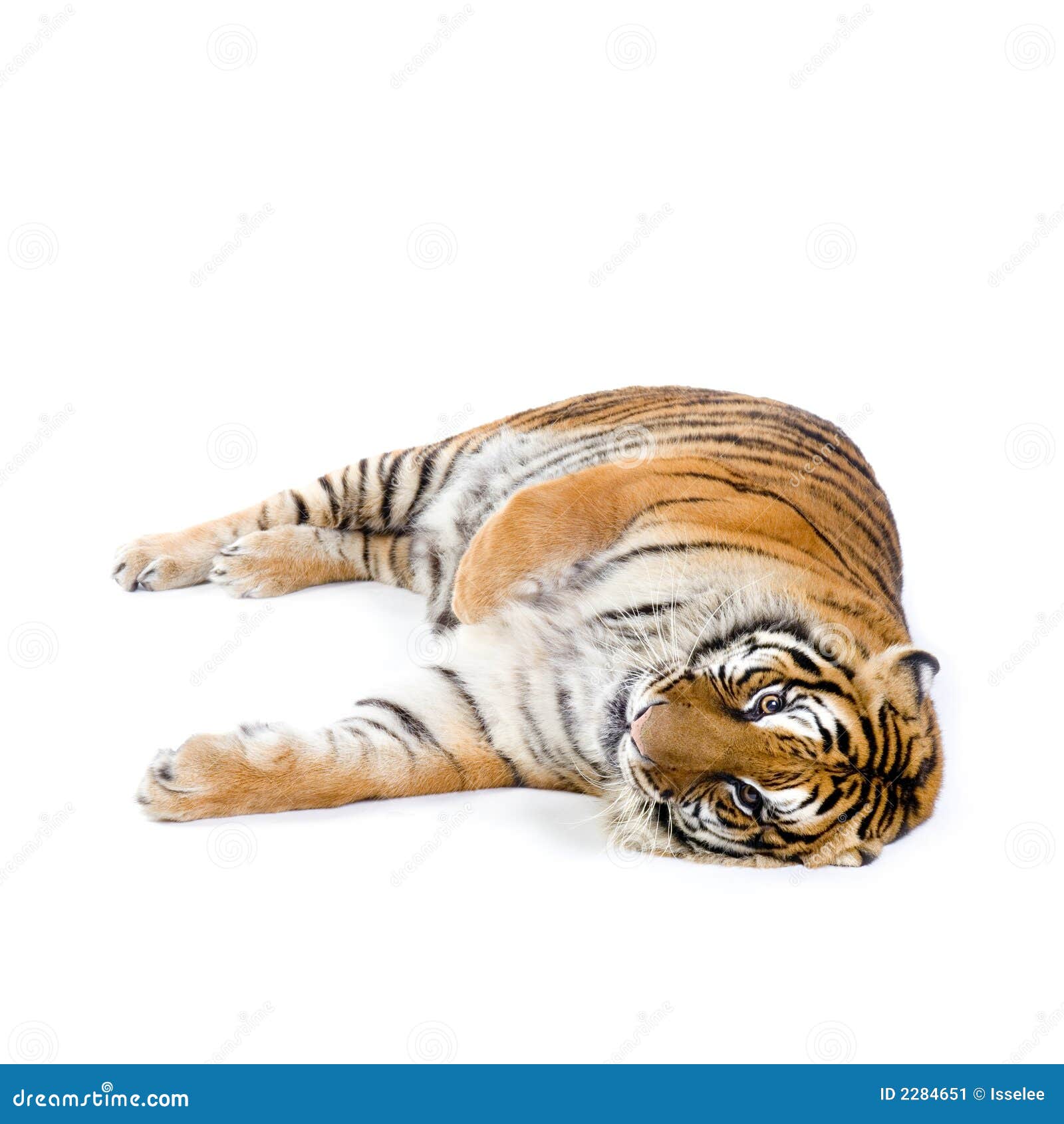 Tiger Lying Down Stock Image Image 2284651
