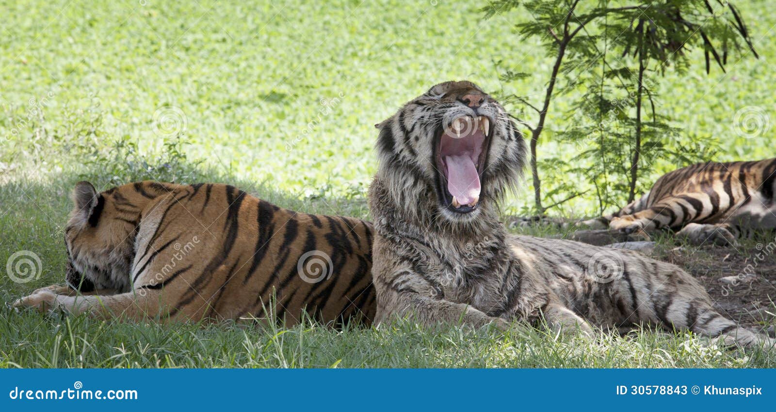tiger lying on green grass and open mouth show killed teeth