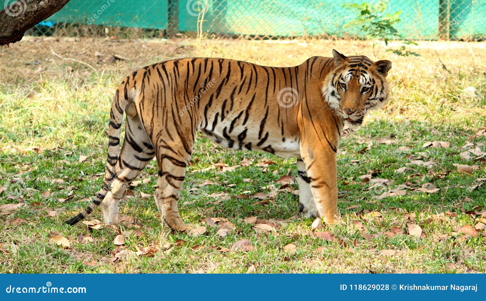 Tiger in National Zoo India Stock Photo - Image of wildcat, india: 118629028