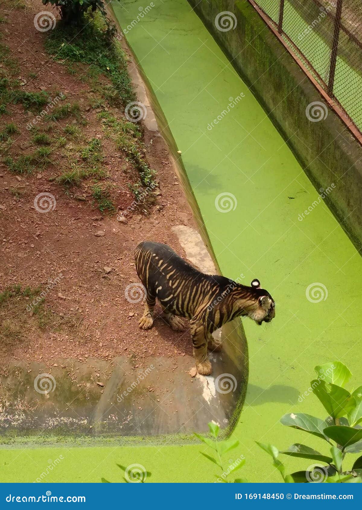 Tiger of odisha stock photo. Image of place, beautiful - 169148450 Tiger of odisha stock photo. Image of place, beautiful - 169148450