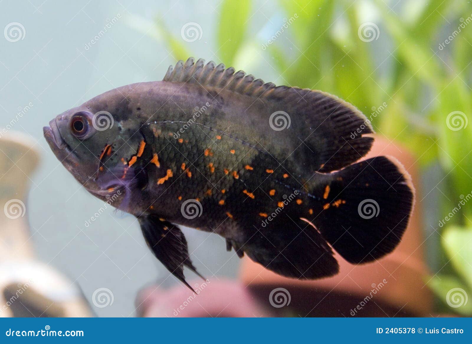 Tiger Oscar stock photo. Image of oscar, astronotus, fish 2405378