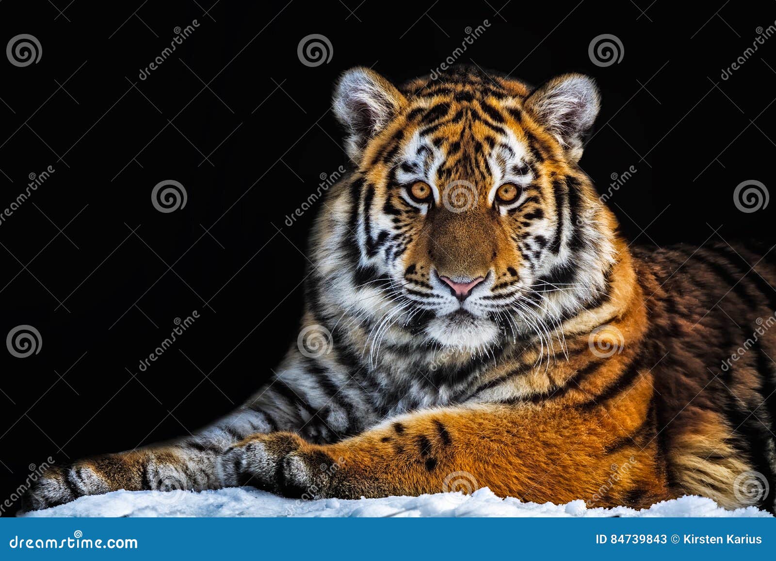 tiger - panthera tigris