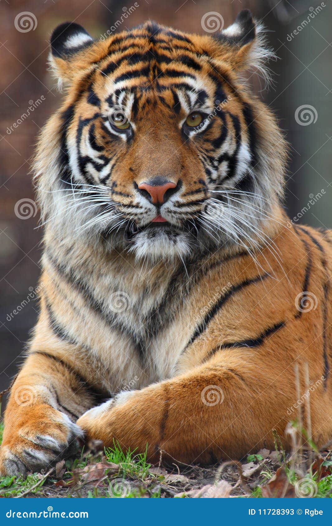 Tiger portrait stock image. Image of portrait, head, animal - 11728393