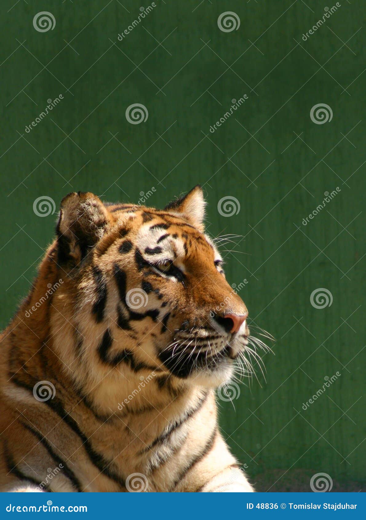 tiger-portrait-48836.jpg