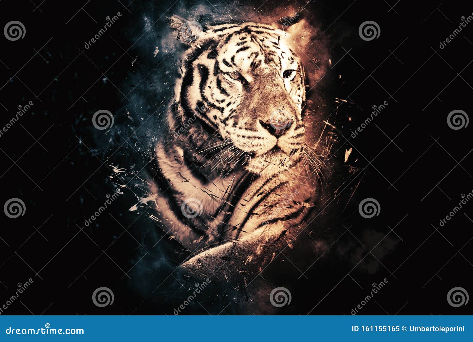 Tiger on black background stock image. Image of wildlife 161155165