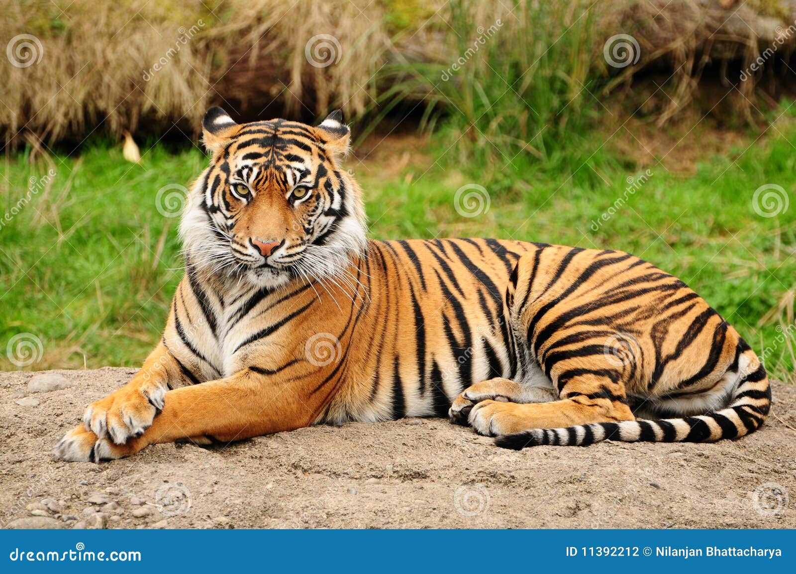 tiger portrait horizontal