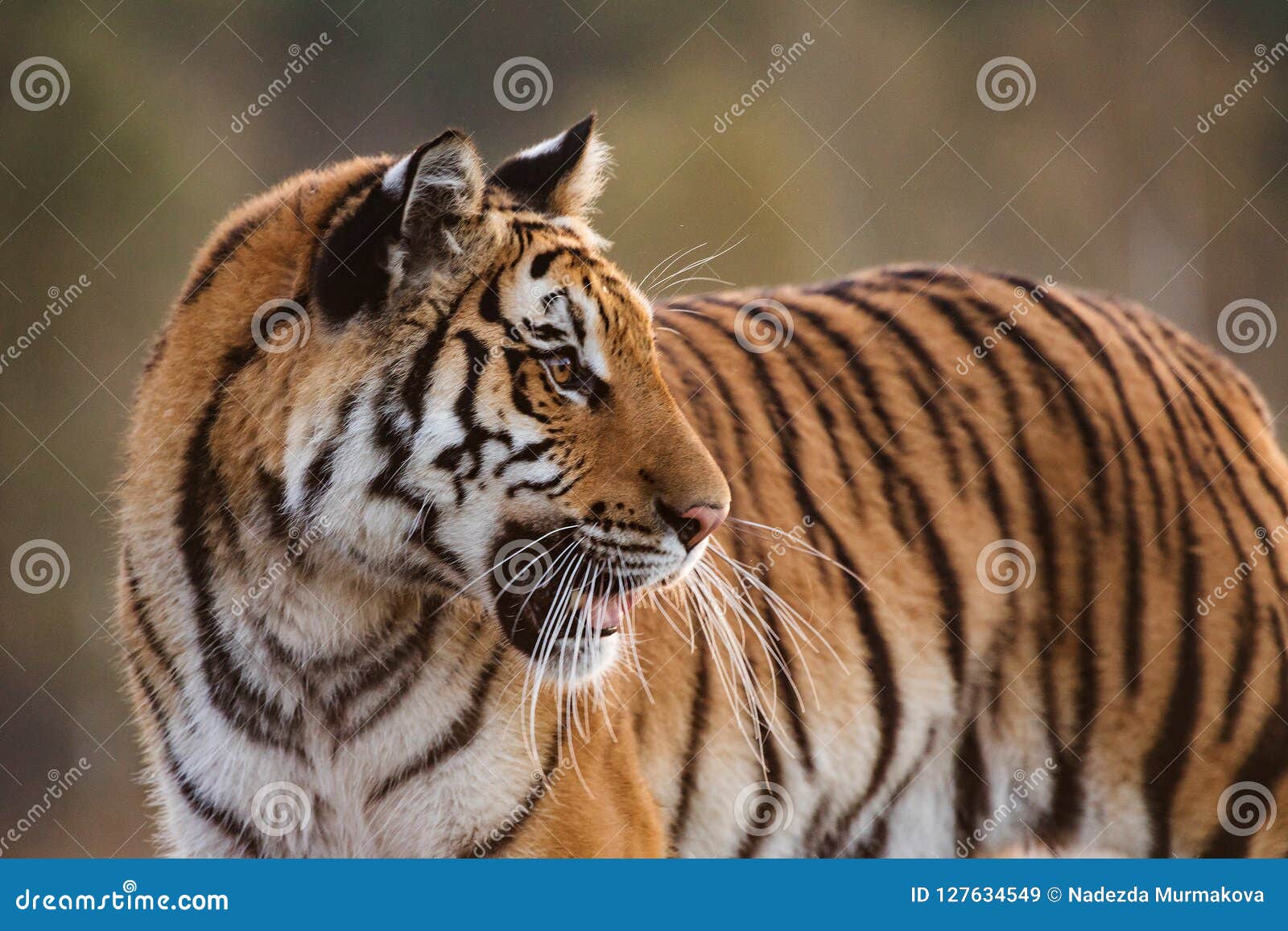 tiger portrait. hunt the prey in tajga in summer time. tiger in wild summer nature. action wildlife scene, danger animal.