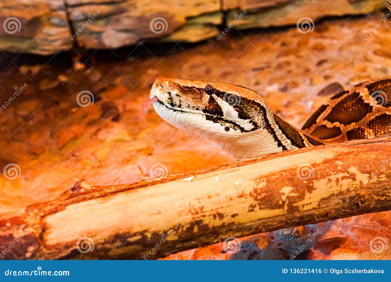 tiger python in serpentarium