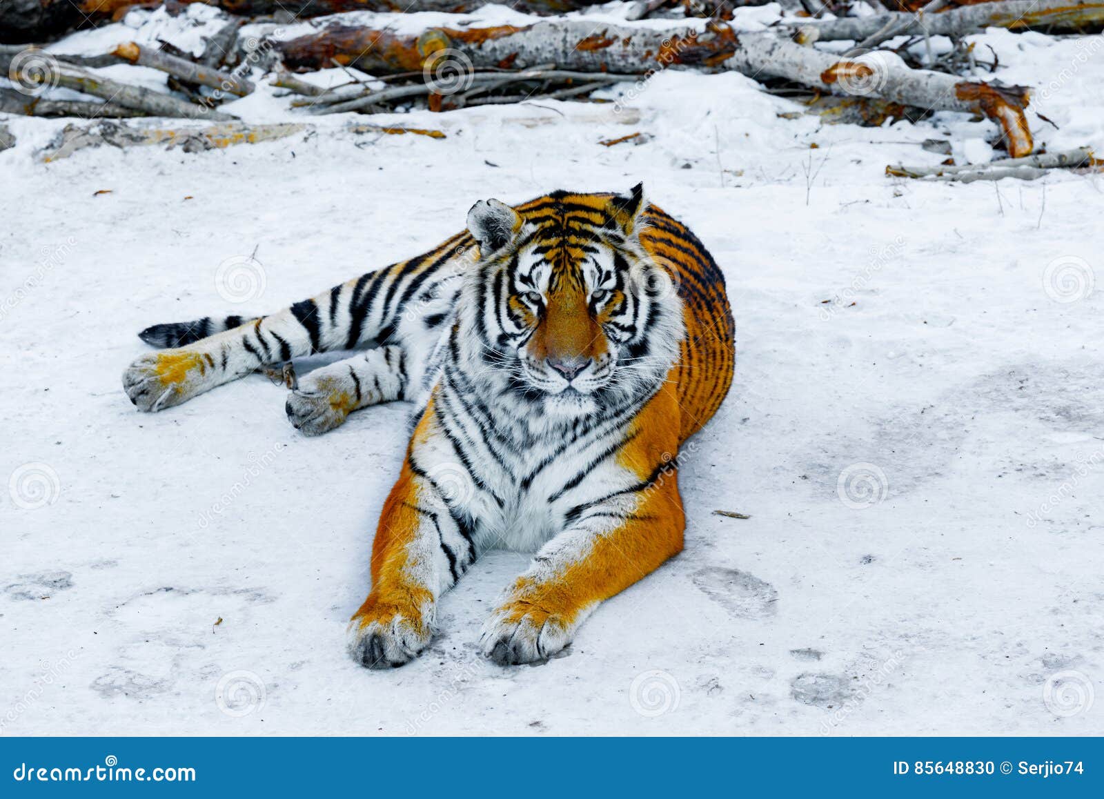 Tiger on the road. stock photo. Image of danger, tiger 85648830