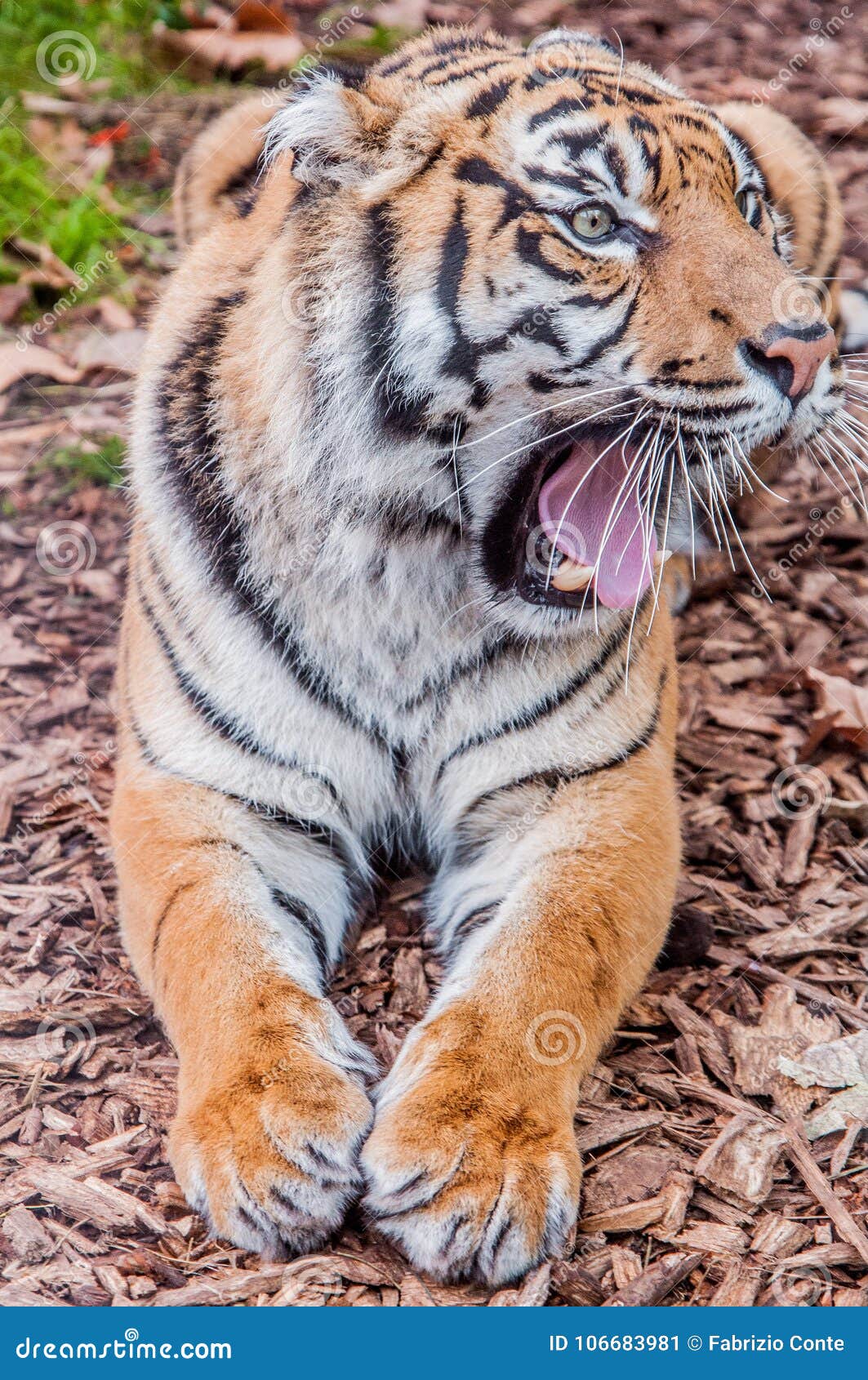 Tiger Roar Bengal Tiger Queen Of Forest Tiger Close Up Feline Stock Image Image Of Nice Stripes