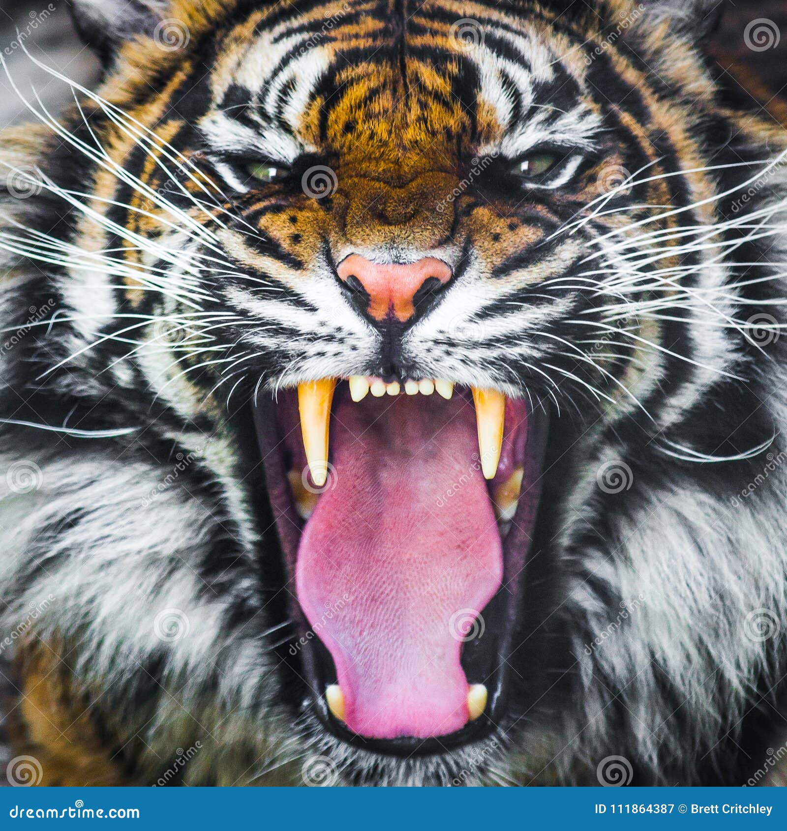 Close Up Portraits of roaring Bengal Tiger. Digital artwork Stock  Illustration, bengal tiger