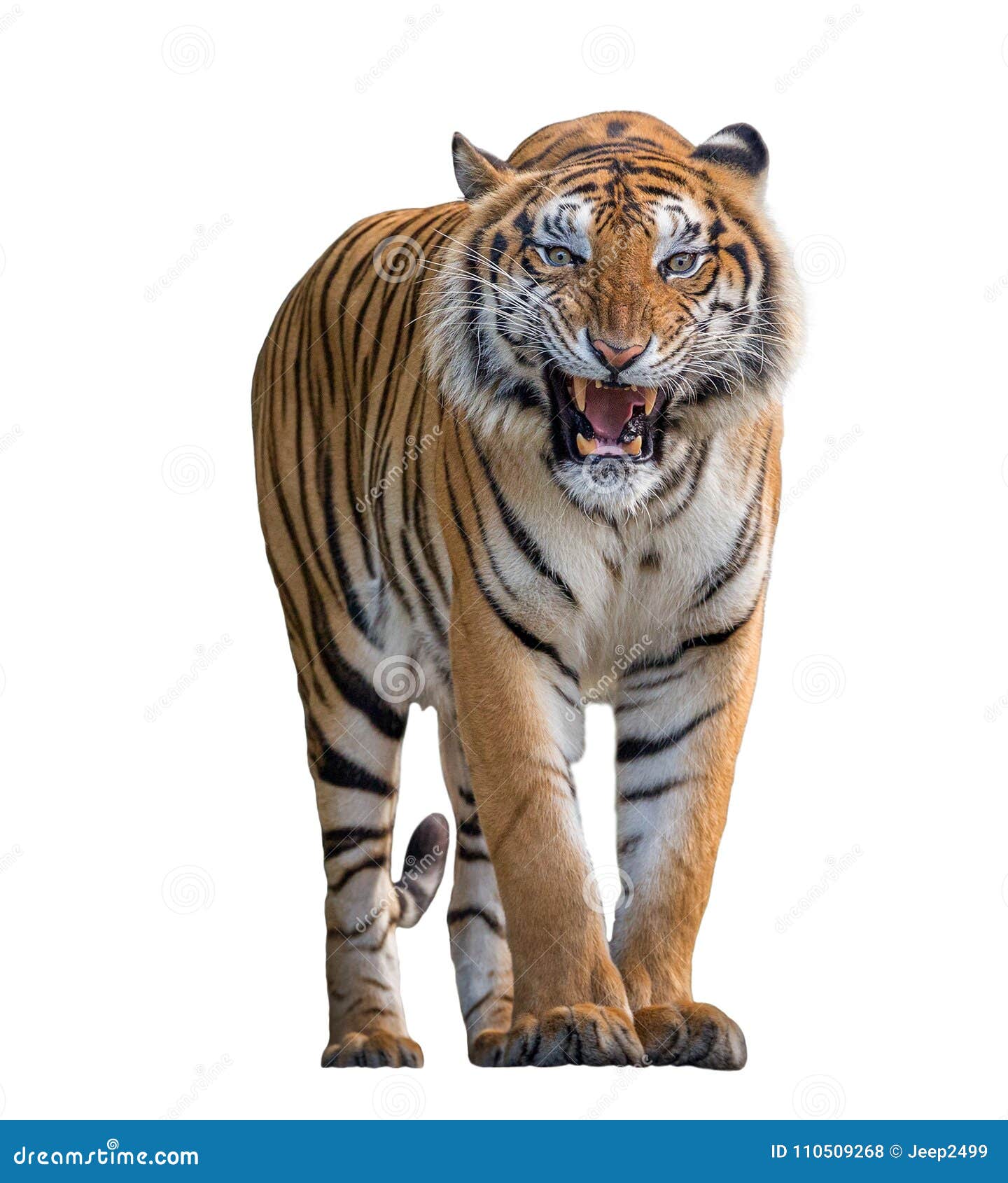 Bengal Tiger Standing Growl 3d Renderin Stock Illustration