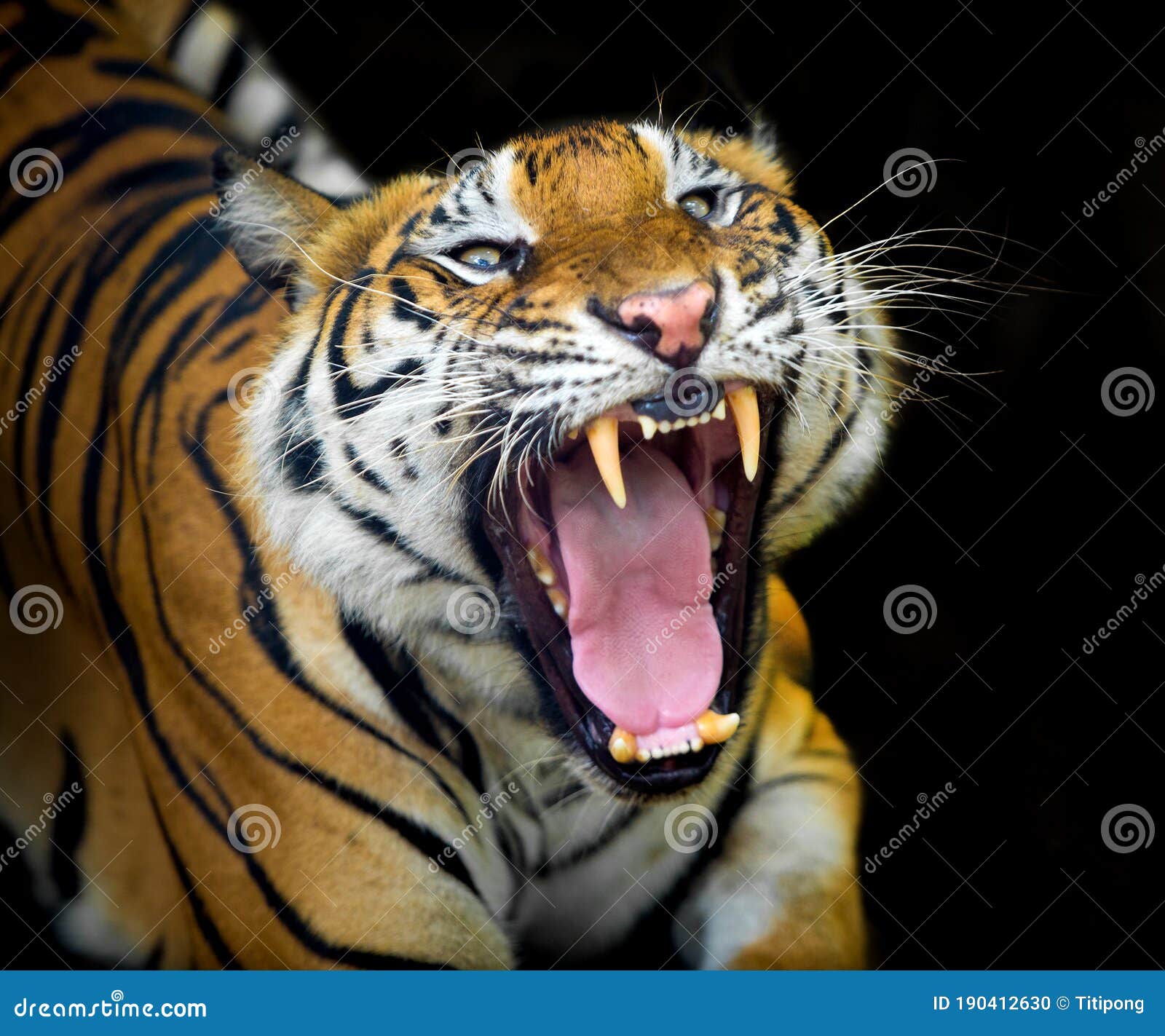 Premium Photo  Tigers play and fight fight of kings tigers fighting and  displaying aggression