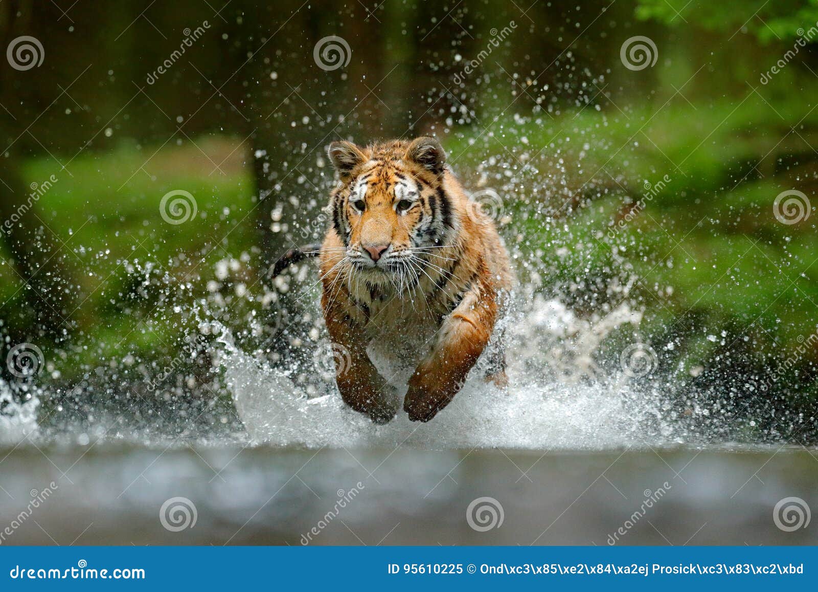 tiger running in the water. danger animal, tajga in russia. animal in the forest stream. grey stone, river droplet. tiger with spl