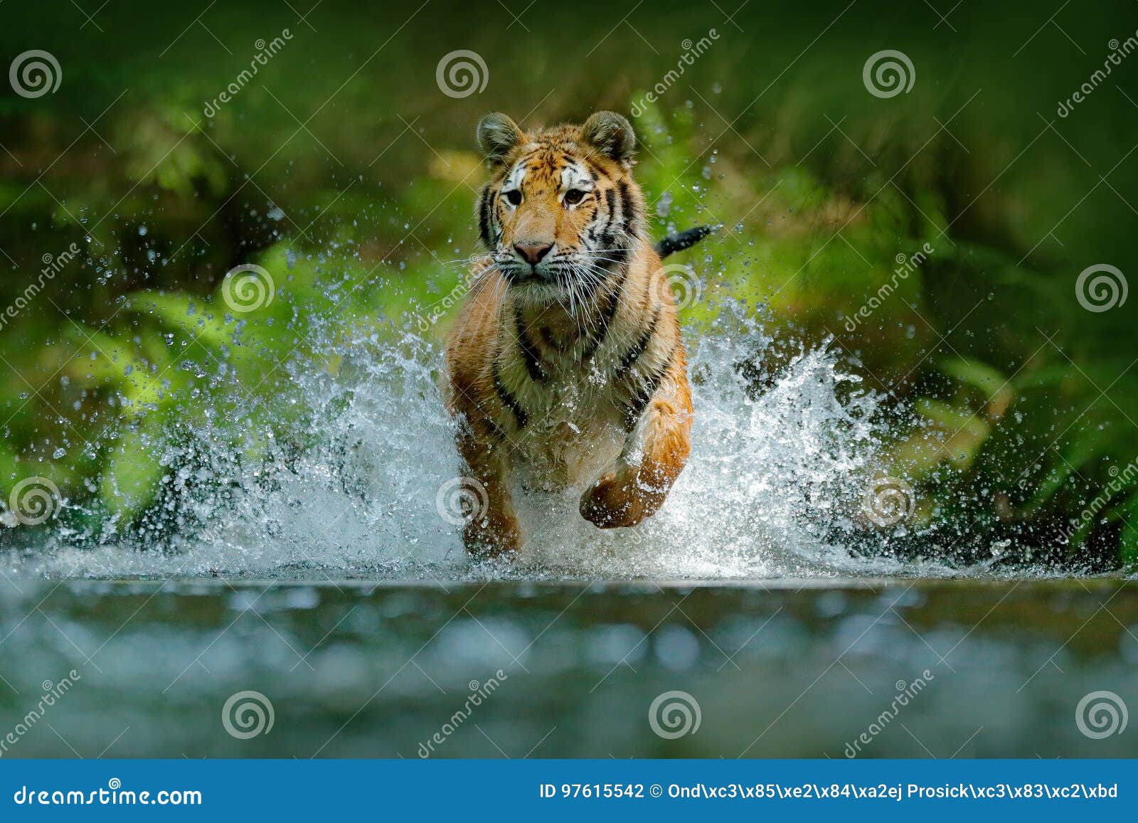 tiger running in water. danger animal, tajga in russia. animal in the forest stream. grey stone, river droplet. tiger with splash
