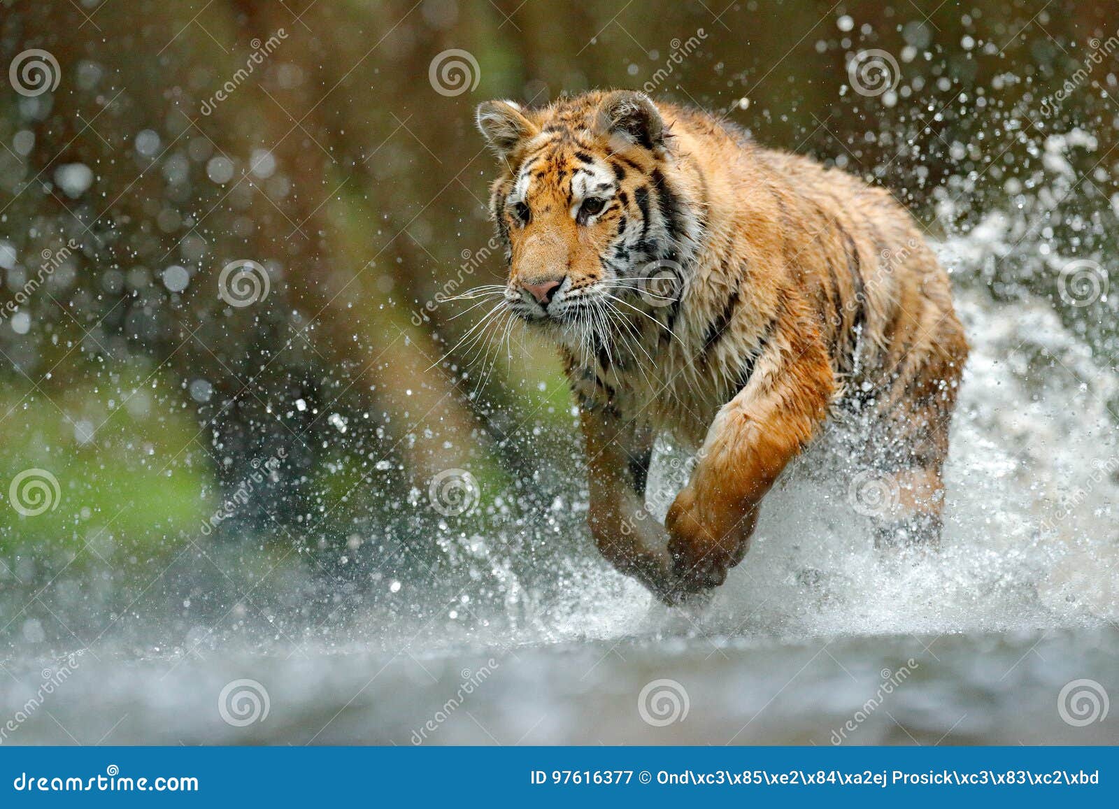 tiger running in water. danger animal, tajga in russia. animal in the forest stream. grey stone, river droplet. tiger with splash