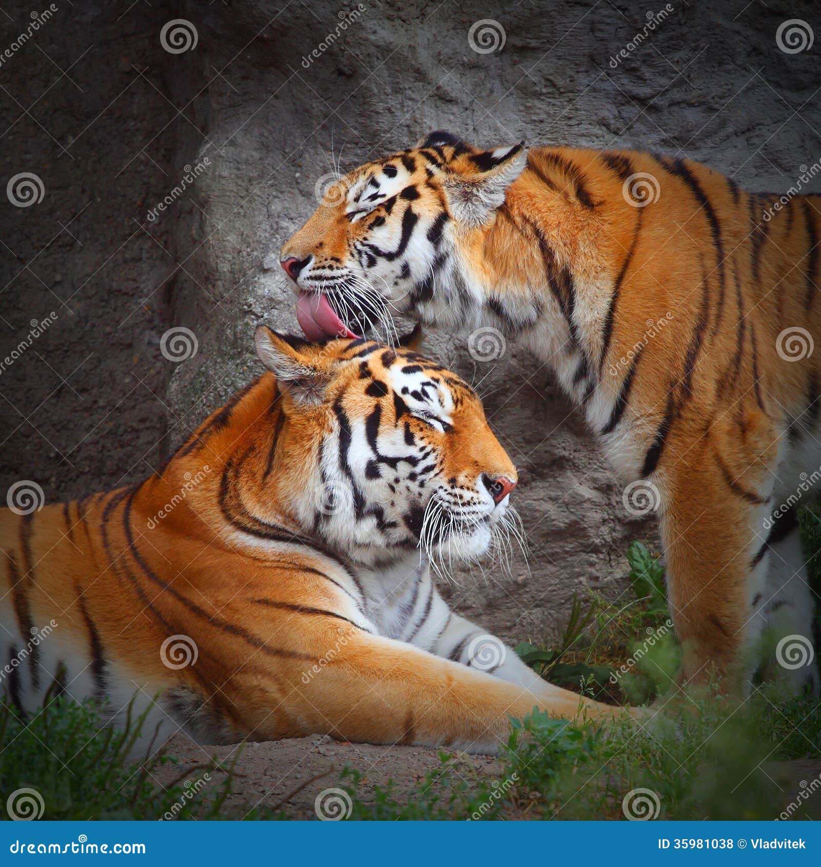 Love♡Tiger tiger-s-love-couple-nature-