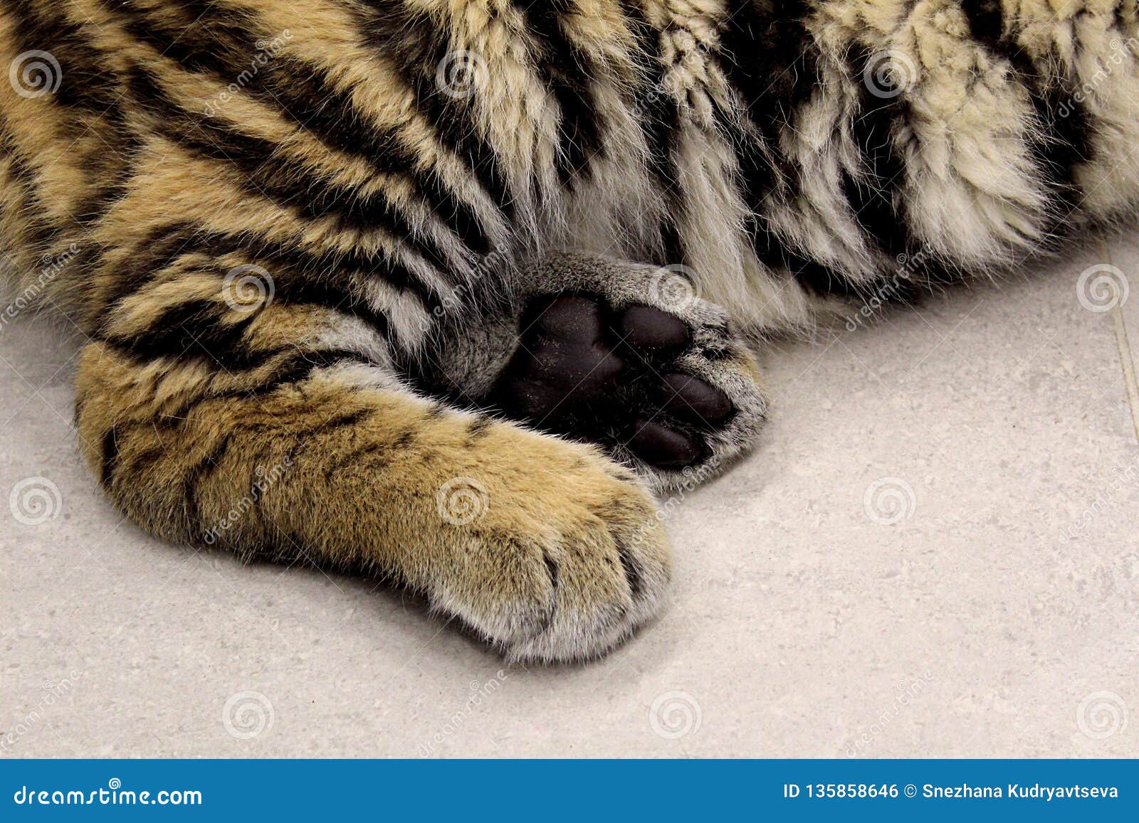Tiger`s Strong Paws Lie on the Floor Photo - Image feline, striped: