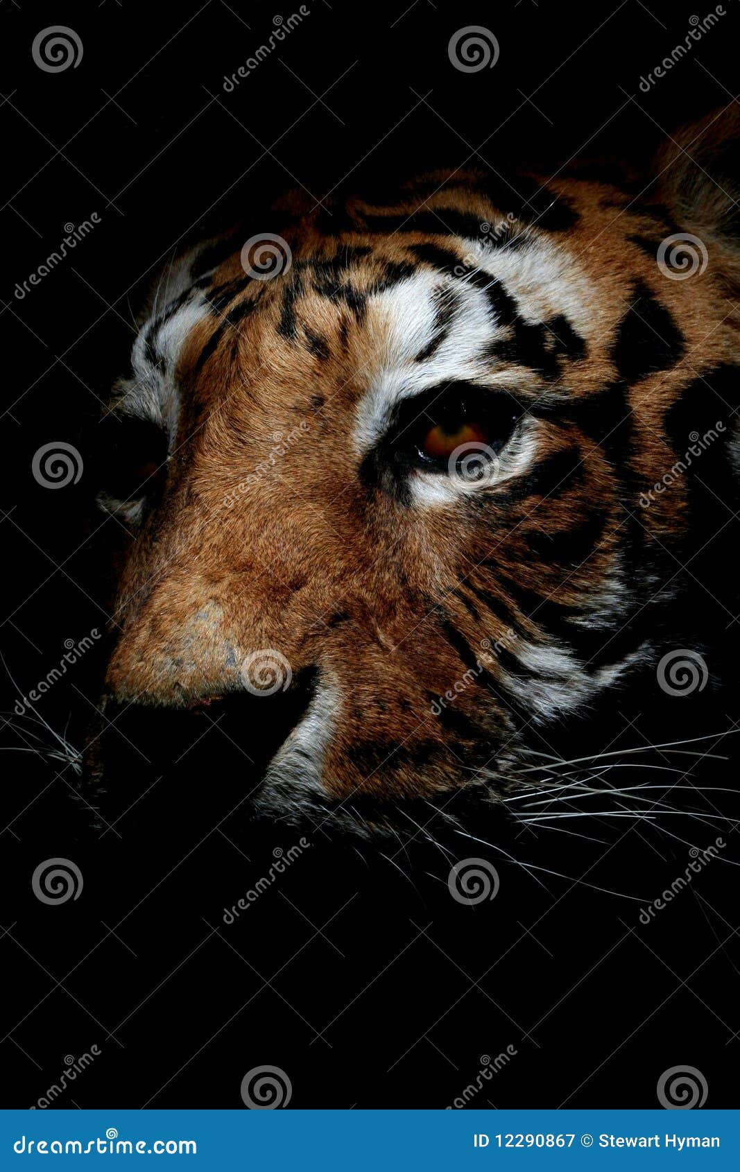 Tigre Raio Sombrio - Imagens grátis no Pixabay - Pixabay